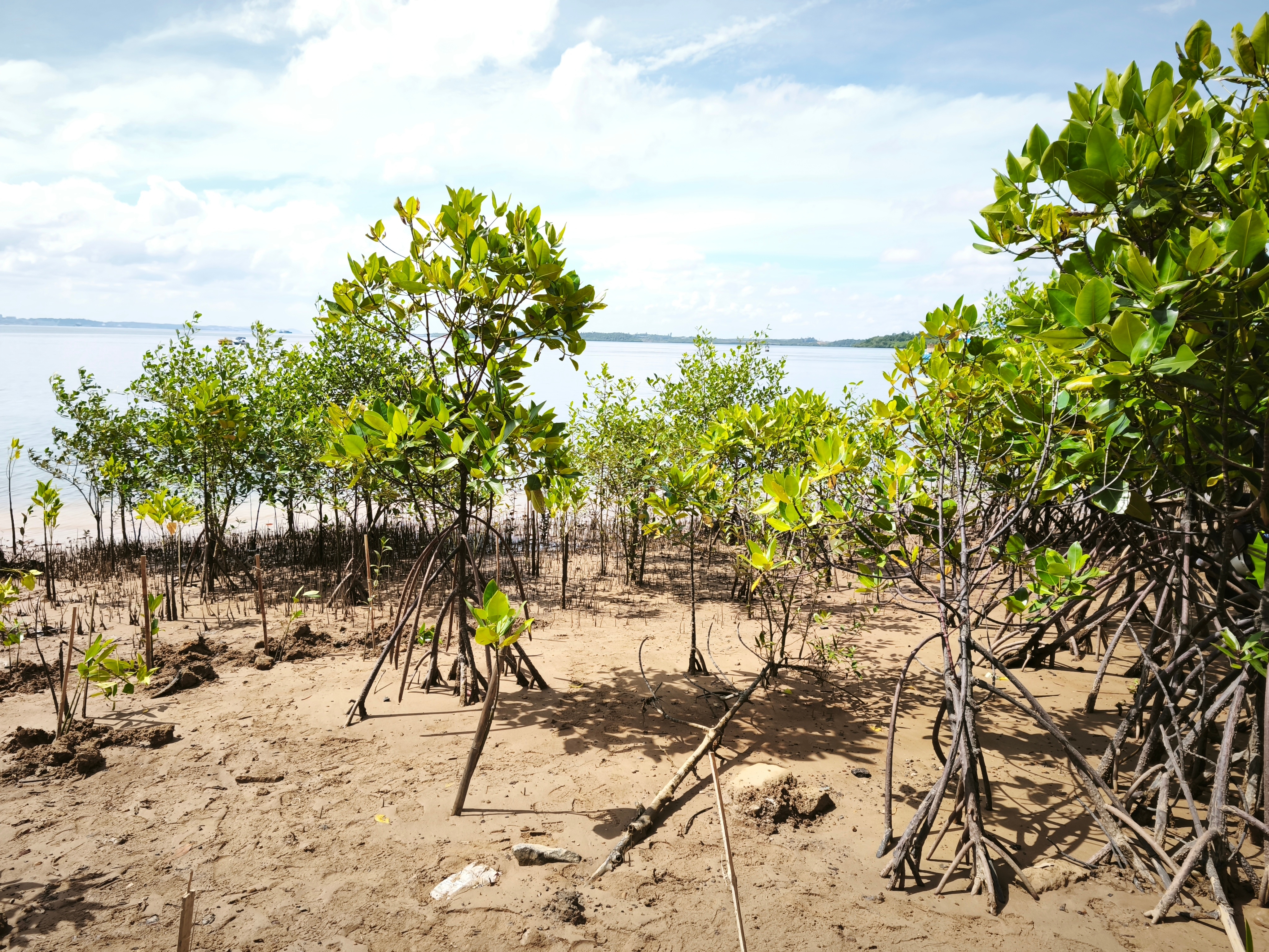 Rhizophora apiculata